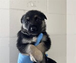 Small #1 German Shepherd Dog