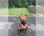 Small #13 American Pit Bull Terrier-Staffordshire Bull Terrier Mix