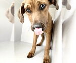 Small Redbone Coonhound-Rhodesian Ridgeback Mix