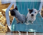 Small Photo #4 Australian Cattle Dog Puppy For Sale in BREWSTER, CO, USA