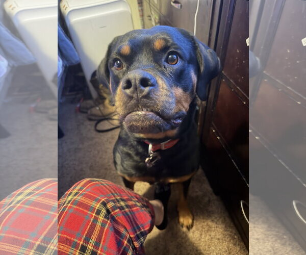 Medium Photo #3 Rottweiler-Unknown Mix Puppy For Sale in Aurora, CO, USA