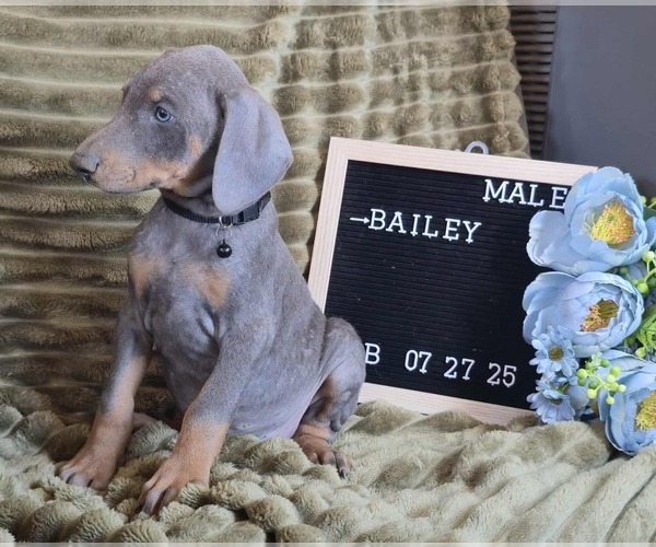 Medium Photo #2 Doberman Pinscher Puppy For Sale in POMEROY, OH, USA