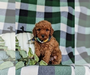 Cavapoo Puppy for sale in QUARRYVILLE, PA, USA