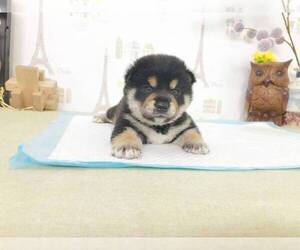 Shiba Inu Puppy for sale in MIAMI, FL, USA