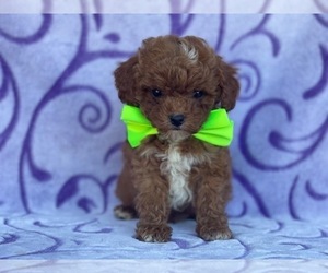 Poodle (Toy) Puppy for sale in LANCASTER, PA, USA