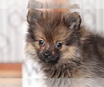Small Photo #3 Pomeranian Puppy For Sale in NAPLES, FL, USA