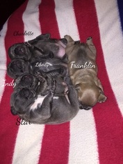 French Bulldog Puppy for sale in WHITESTOWN, IN, USA