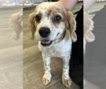 Small #4 Cocker Spaniel