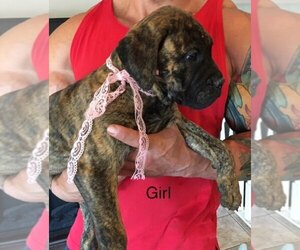 Bullmastiff Puppy for sale in WILLARD, MO, USA