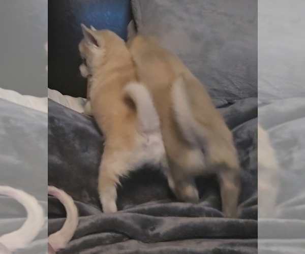 Medium Photo #179 Pomsky Puppy For Sale in LOVELAND, CO, USA