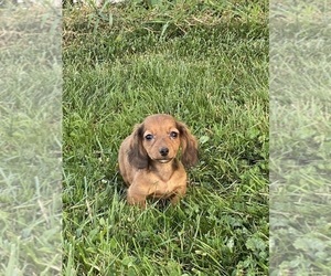 Dachshund Puppy for sale in CANOGA, NY, USA