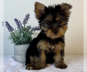 Yorkshire Terrier Puppy for sale in FRANKLIN, IN, USA