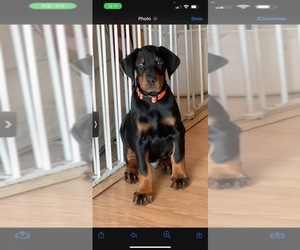 Doberman Pinscher Puppy for sale in FOUNTAIN CITY, IN, USA