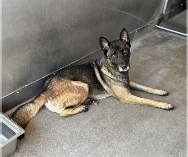 Medium Photo #1 Akita-Unknown Mix Puppy For Sale in San Bernardino, CA, USA