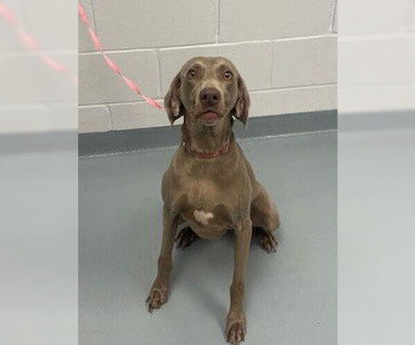 Medium Photo #1 Weimaraner Puppy For Sale in St. Cloud, FL, USA