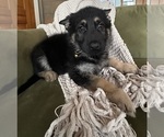 Small #2 German Shepherd Dog