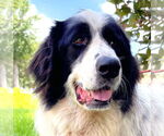 Small #2 Great Pyrenees Mix