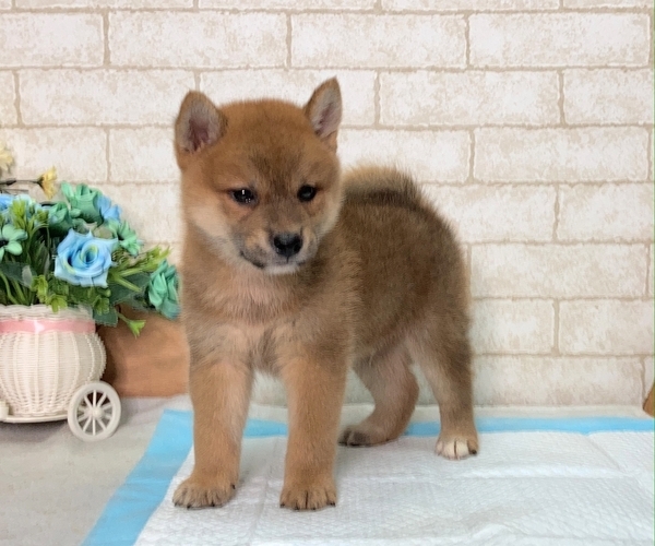 Medium Photo #1 Shiba Inu Puppy For Sale in HOUSTON, TX, USA
