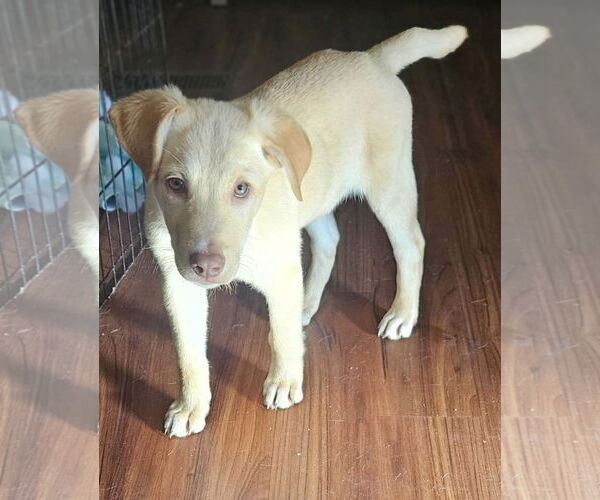 Medium Photo #1 Labrador Retriever-Unknown Mix Puppy For Sale in Rockaway, NJ, USA