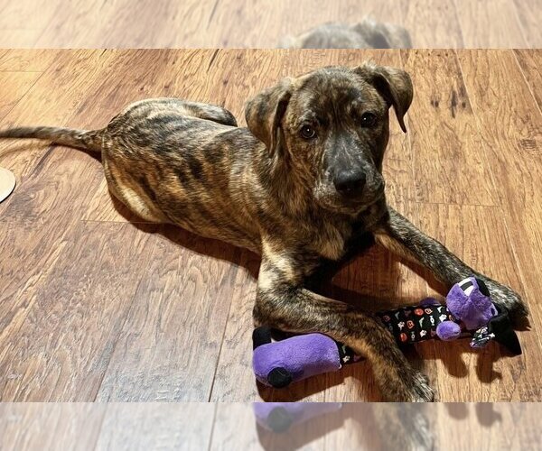 Medium Photo #2 Bullboxer Pit Puppy For Sale in OKLAHOMA CITY, OK, USA