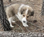 Small #5 Collie-Great Pyrenees Mix