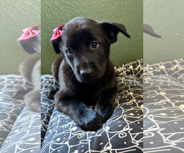 Medium Photo #8 Labrador Retriever-Unknown Mix Puppy For Sale in San Diego, CA, USA