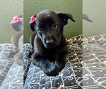 Small #7 Labrador Retriever Mix