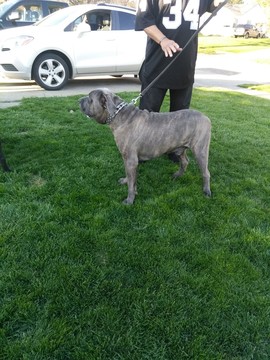 Medium Photo #1 Cane Corso Puppy For Sale in YOUNGSTOWN, OH, USA