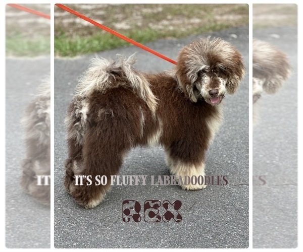 Medium Photo #1 Miniature Labradoodle Puppy For Sale in GROVELAND, FL, USA