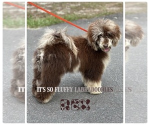 Father of the Miniature Labradoodle puppies born on 06/21/2025