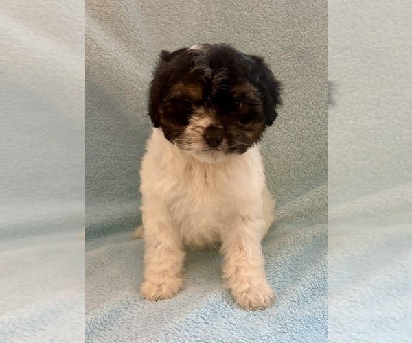 Medium Photo #8 Cavapoo (Miniature) Puppy For Sale in FAIR HAVEN, MI, USA