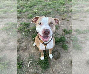 American Pit Bull Terrier Dogs for adoption in Evansville, IN, USA