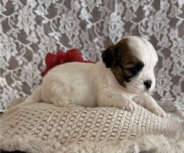Medium Photo #3 Cavachon-Shih Tzu Mix Puppy For Sale in THORP, WI, USA