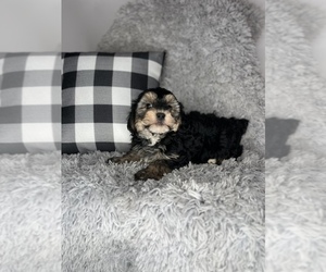 YorkiePoo Puppy for sale in INDIANAPOLIS, IN, USA