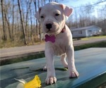 Small #1 Bullboxer Pit