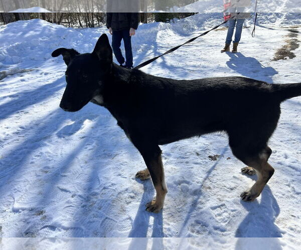 Medium Photo #4 German Shepherd Dog Puppy For Sale in Sebec, ME, USA