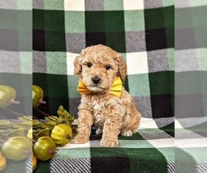 Bichpoo Puppy for sale in CHRISTIANA, PA, USA