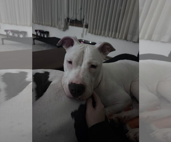 Medium Photo #3 Staffordshire Bull Terrier-Unknown Mix Puppy For Sale in Princeton, MN, USA