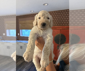Medium Goldendoodle-Irish Doodle Mix