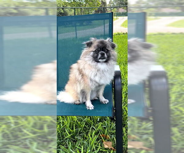 Medium Photo #2 Pominese Puppy For Sale in Weston, FL, USA