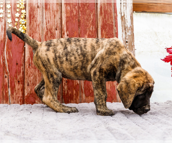 Medium Photo #6 Mastiff Puppy For Sale in WAKARUSA, IN, USA
