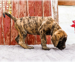 Small #5 Mastiff