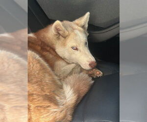Siberian Husky Dogs for adoption in Stockton, CA, USA