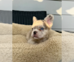 Small #6 French Bulldog