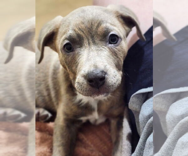 Medium Photo #2 Labrador Retriever-Unknown Mix Puppy For Sale in MIDWAY, UT, USA