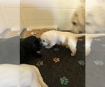 Image preview for Ad Listing. Nickname: Litter of 6