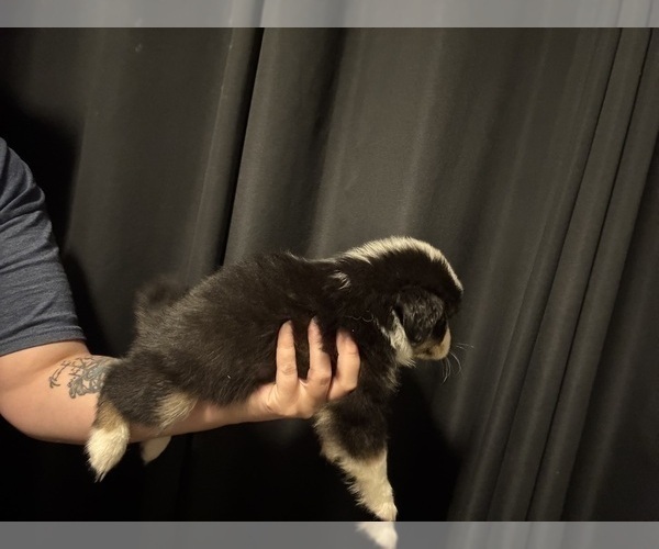 Medium Photo #6 Australian Shepherd Puppy For Sale in GAINESVILLE, FL, USA