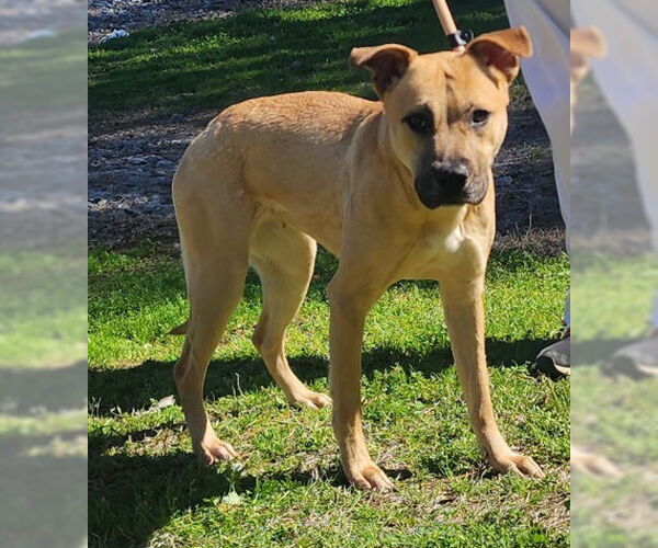 Medium Photo #3 American Pit Bull Terrier-Unknown Mix Puppy For Sale in Wetumpka, AL, USA
