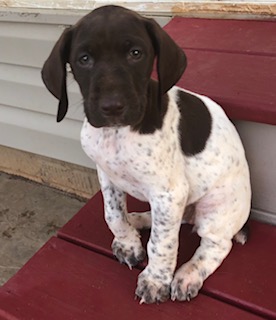 Medium Photo #1 German Shorthaired Pointer Puppy For Sale in LOCUST GROVE, VA, USA