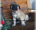 Small #4 Mastiff